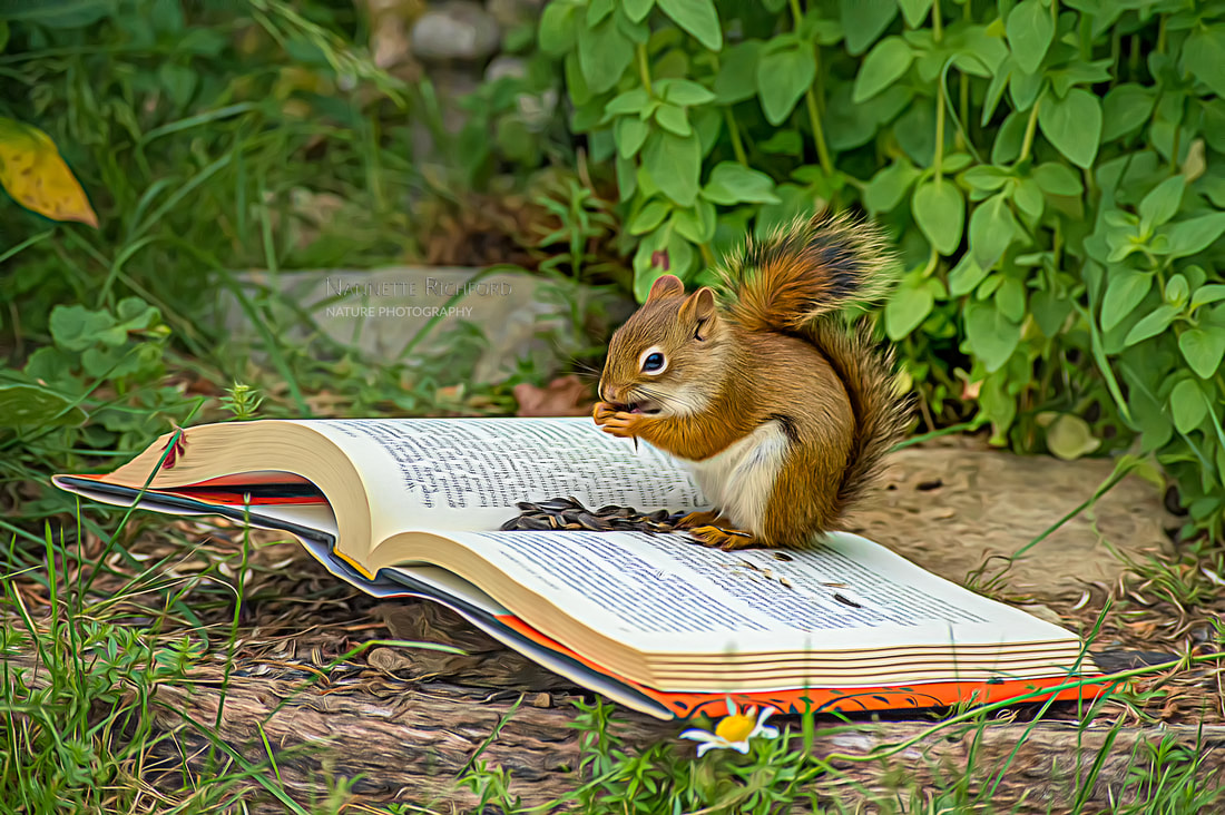 Squirrel Reading Time