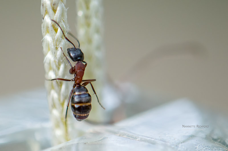 Macro ant