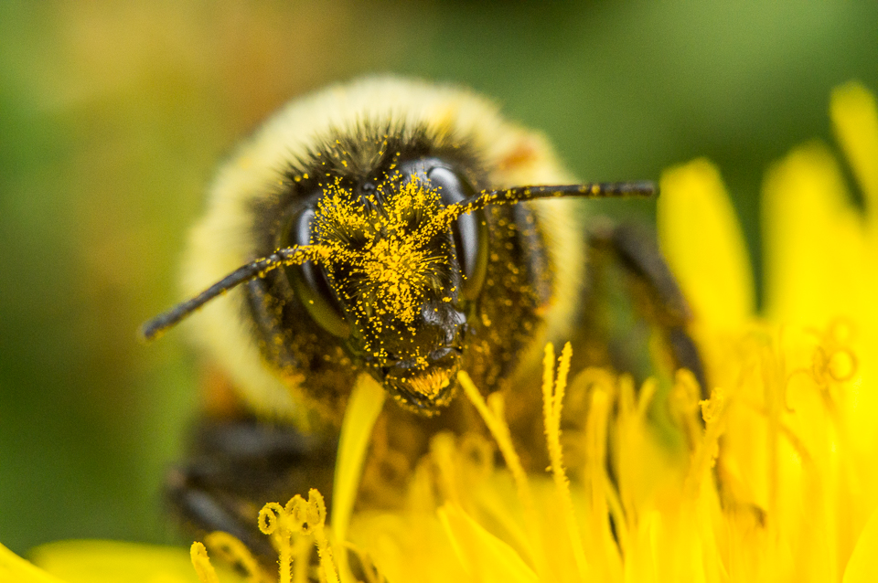 Bee with pollen macro