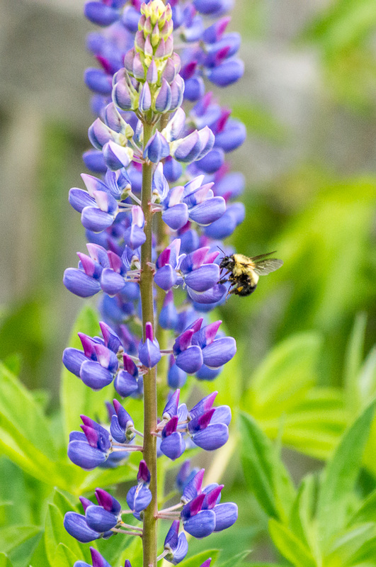 Bee on Lupines