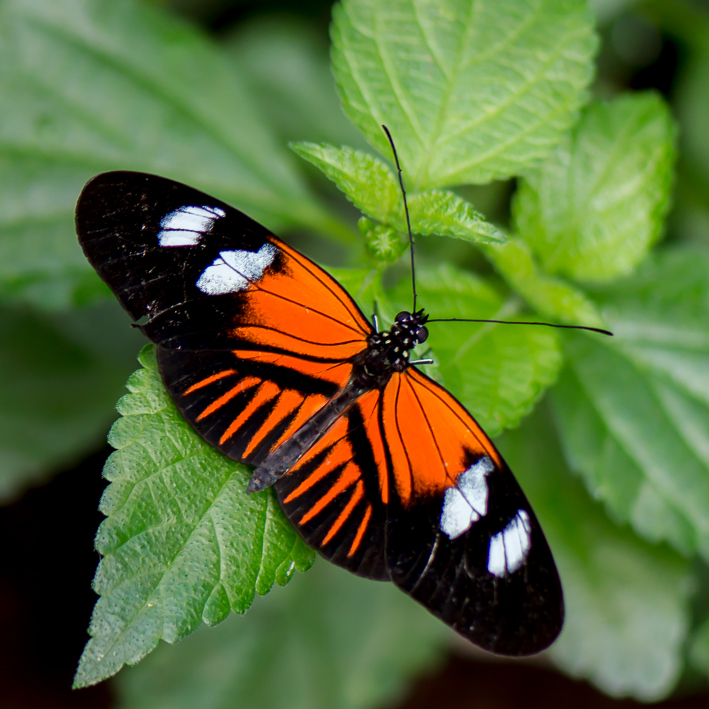 Orange and Black butterfly