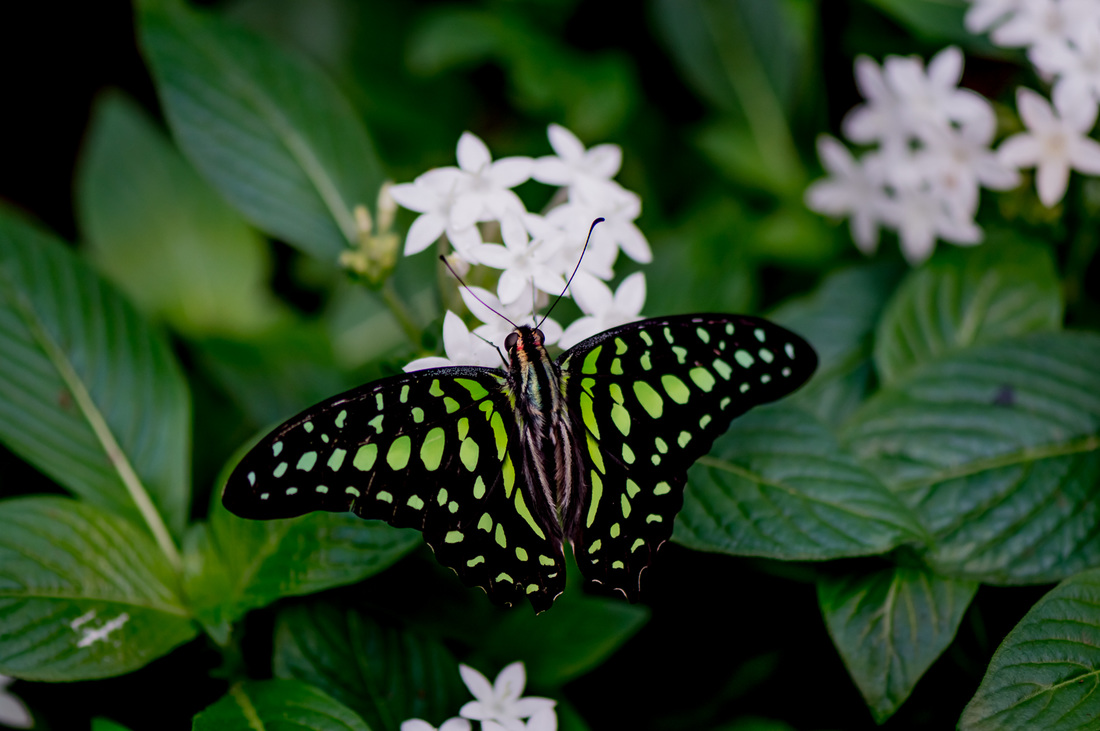Green and black butterfly