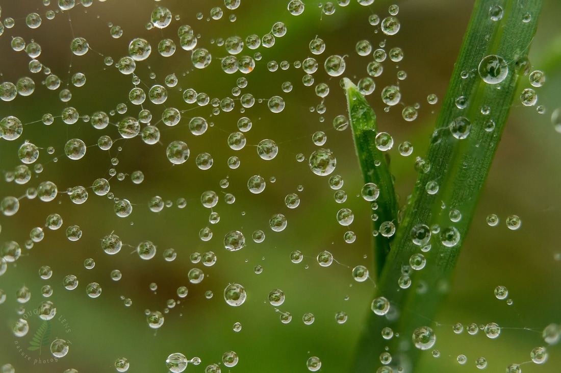 Dewdrops on Spiders Web - Grass Spiders
