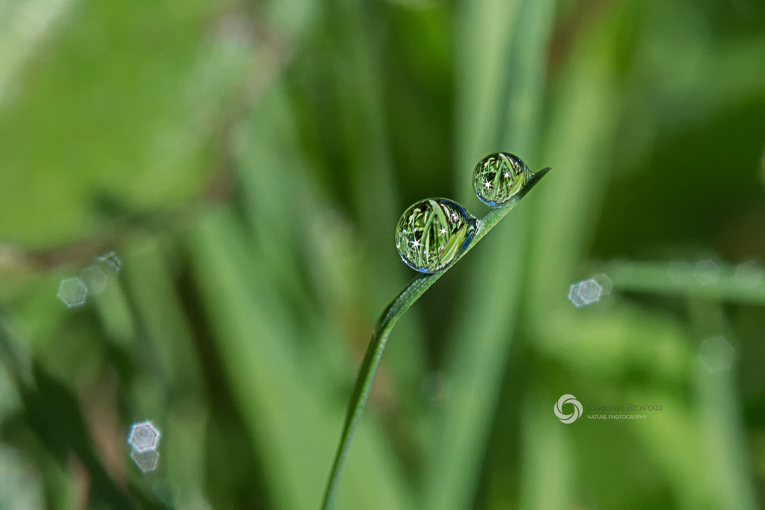 dewdrops on grass