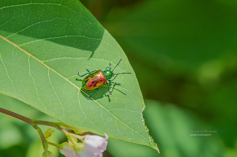 Japansese beetle