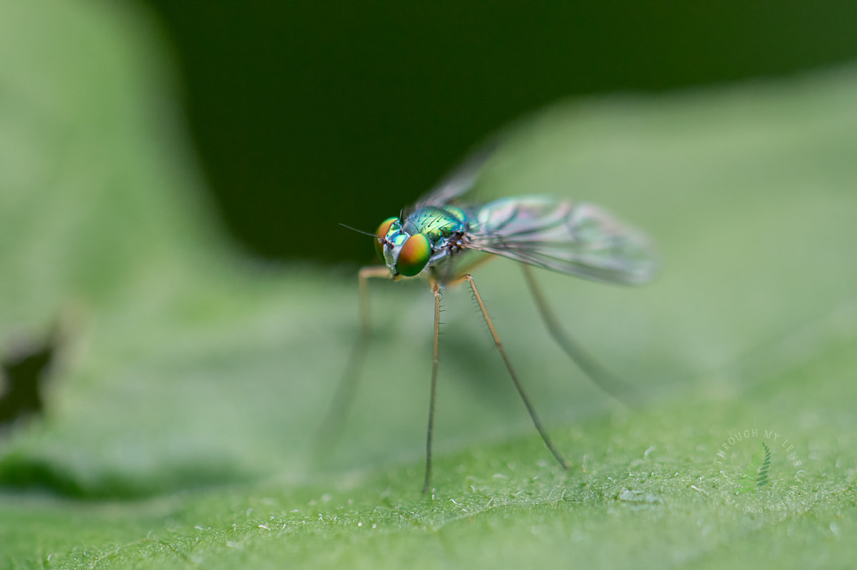 Dolichopodidae Long Legged Fly