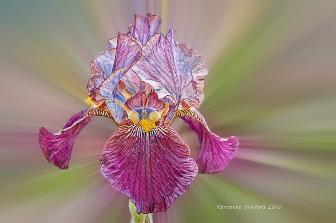 Purple Iris Digital Art