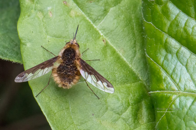 bubblebee moth