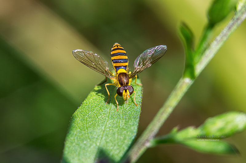 hoverfly macro