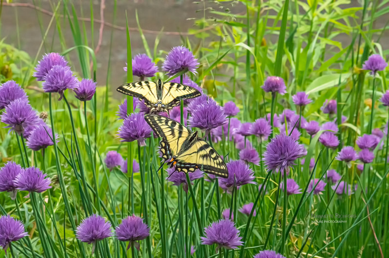 swallowtails on chives