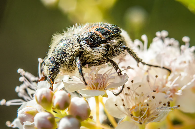 flower scarob beetle