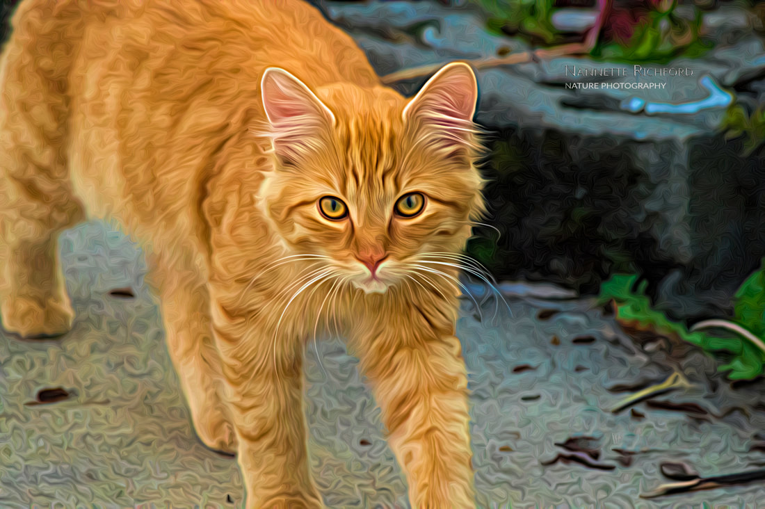 Orange Tiger Cat