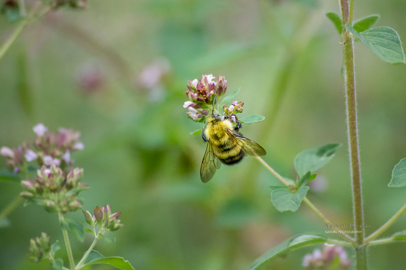black and yellow bee macro
