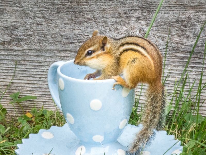 Chipmunk in teacup