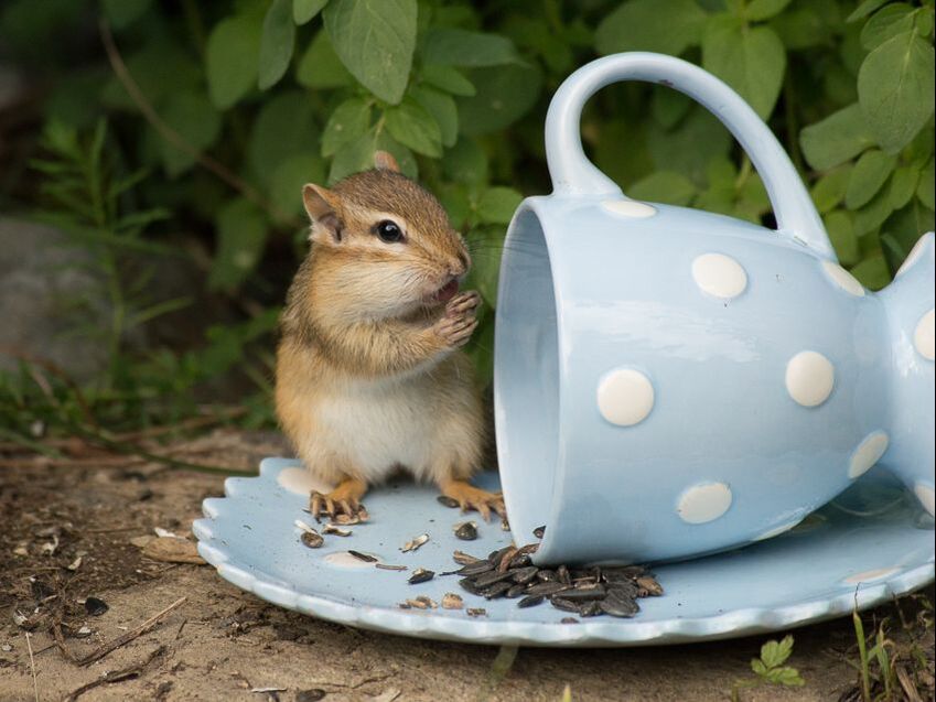 Chipmunk at teacup