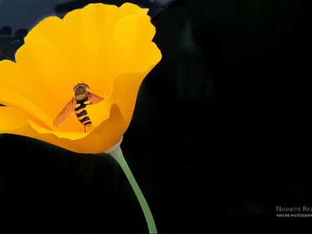 Hoverfly on California Poppy