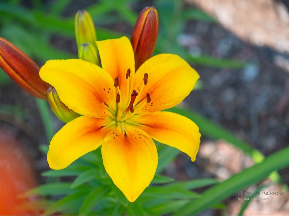 Yellow and Orange Lily