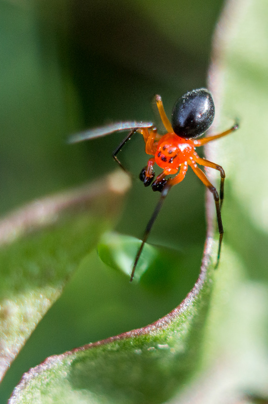 Black and orange spider