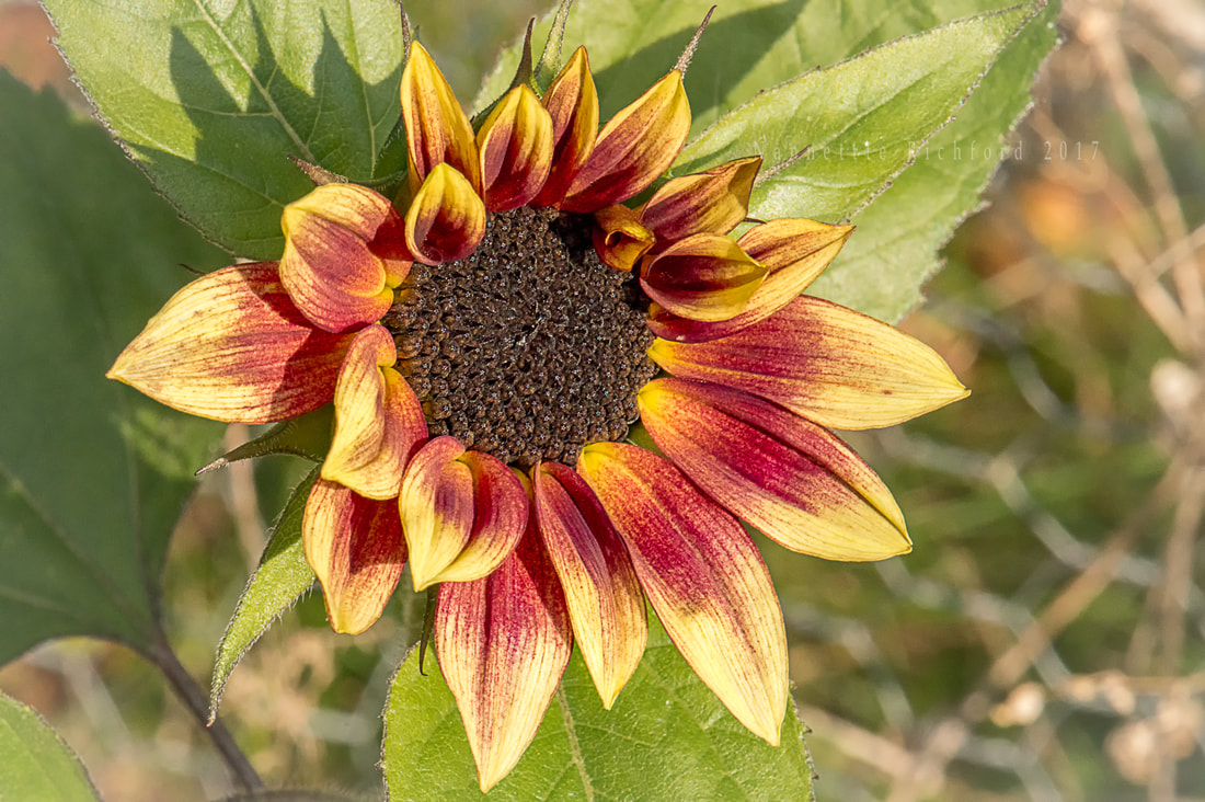 Bellezza D' Autuno Sunflower